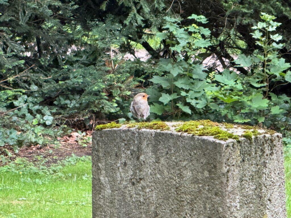 Ein kleiner Vogel mit rötlich-orangefarbenem Gesicht sitzt auf einem mit Moos bewachsenen Steinblock auf dem Waldfriedhof Oberrad in Frankfurt am Main, umgeben von grünen Pflanzen und Bäumen in einem ruhigen grünen Garten.